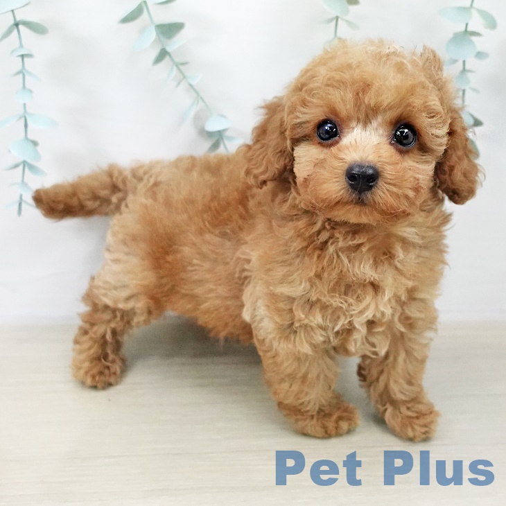 トイ・プードルの写真2