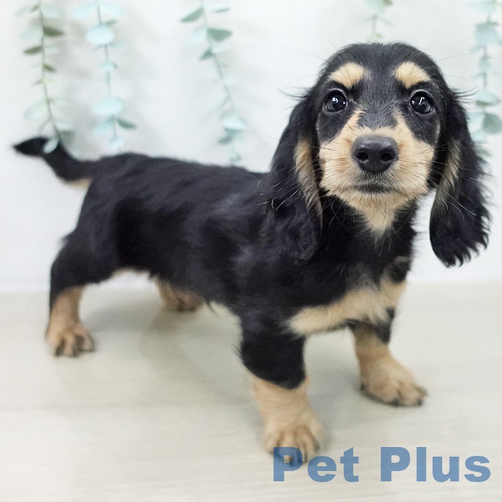 宮城県のミニチュアダックスフンド(ロング) (ペットプラス 名取店/2025年9月19日生まれ/男の子/ブラックイエロー)の子犬の1枚目の画像