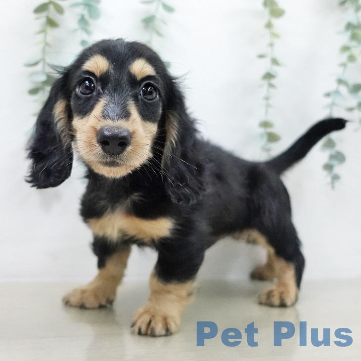 宮城県のミニチュアダックスフンド(ロング) (ペットプラス 名取店/2025年9月19日生まれ/男の子/ブラックイエロー)の子犬の2枚目の画像