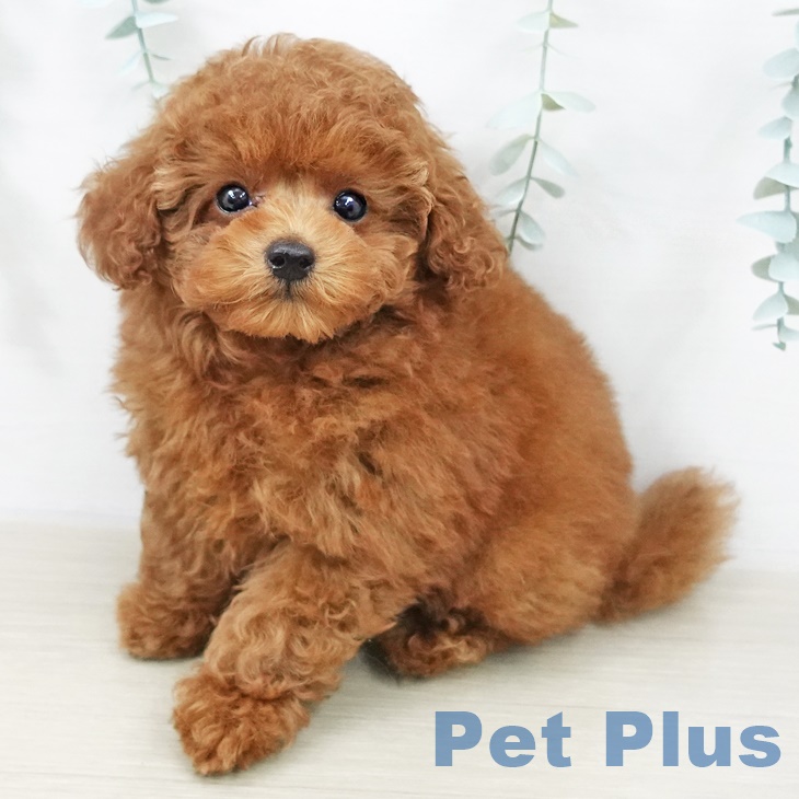 トイ・プードル