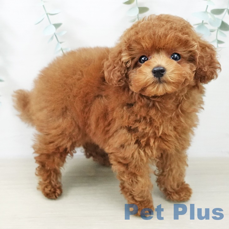 埼玉県のトイプードル(トイ) (ペットプラス ららぽーと富士見店/2025年9月18日生まれ/男の子/レッド)の子犬の2枚目の画像