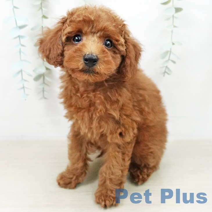 東京都のトイプードル(トイ) (ペットプラス 立川高島屋S.C.店/2025年9月23日生まれ/男の子/レッド)の子犬の1枚目の画像