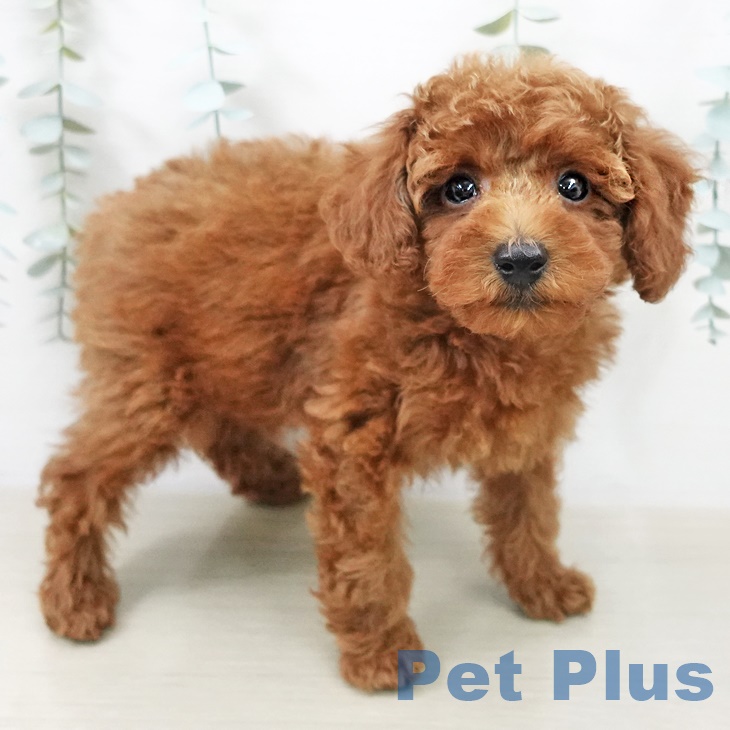東京都のトイプードル(トイ) (ペットプラス 立川高島屋S.C.店/2025年9月23日生まれ/男の子/レッド)の子犬の2枚目の画像