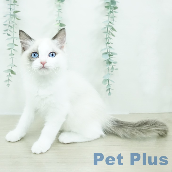 福島県のラグドール (ペットプラス 福島店/2025年9月1日生まれ/男の子/シールポイントバイカラー)の子猫の1枚目の画像