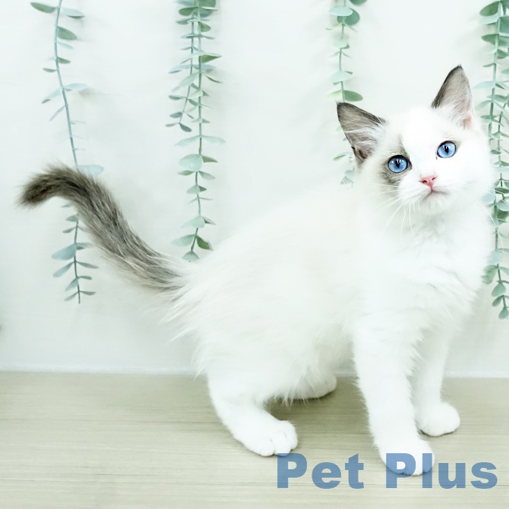 福島県のラグドール (ペットプラス 福島店/2025年9月1日生まれ/男の子/シールポイントバイカラー)の子猫の2枚目の画像