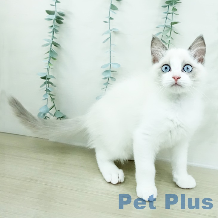 千葉県のラグドール (ペットプラス 木更津店/2025年9月1日生まれ/男の子/ブルーポイントバイカラー)の子猫の1枚目の画像