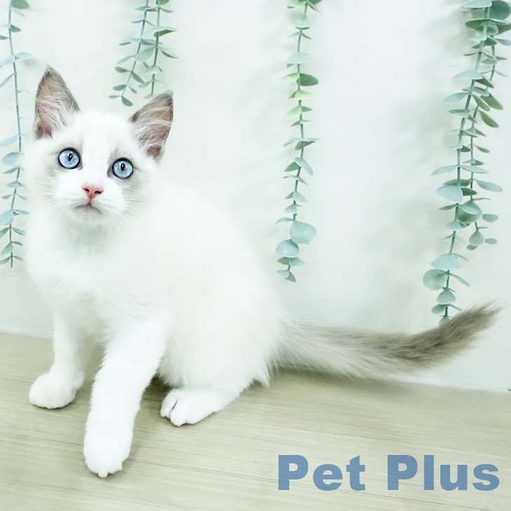 千葉県のラグドール (ペットプラス 木更津店/2025年9月1日生まれ/男の子/ブルーポイントバイカラー)の子猫の2枚目の画像