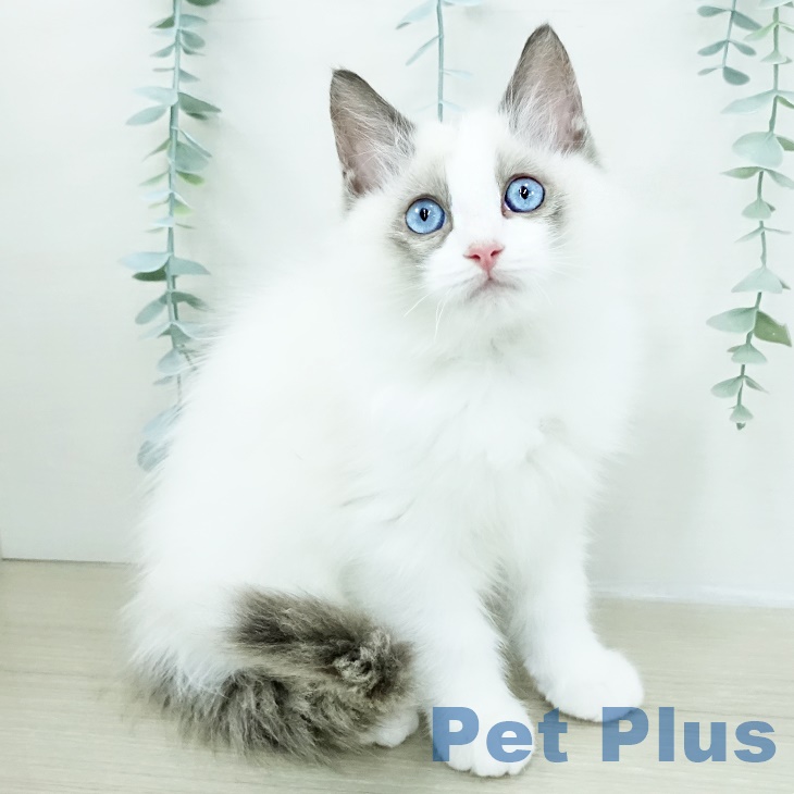 宮城県のラグドール (ペットプラス 仙台上杉店/2025年9月1日生まれ/男の子/シールポイントバイカラー)の子猫の1枚目の画像
