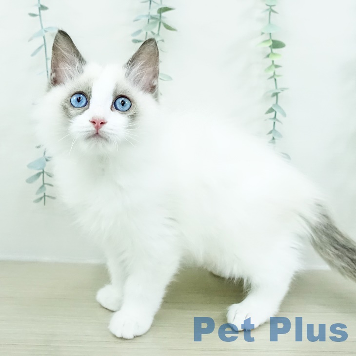 宮城県のラグドール (ペットプラス 仙台上杉店/2025年9月1日生まれ/男の子/シールポイントバイカラー)の子猫の2枚目の画像