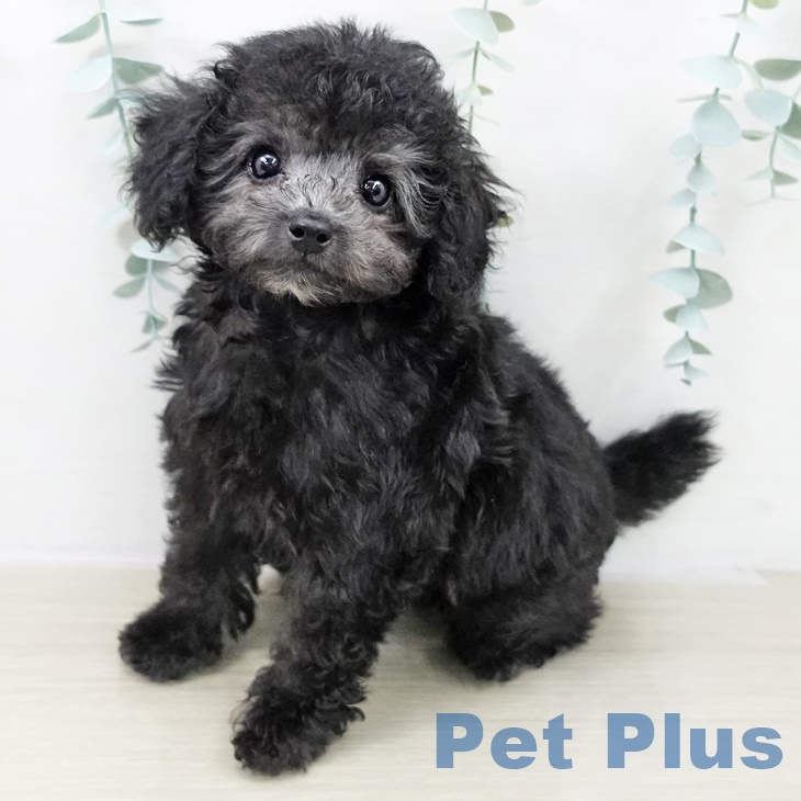 埼玉県のトイプードル(トイ) (ペットプラス コクーンシティ店/2025年9月17日生まれ/男の子/シルバー)の子犬の1枚目の画像