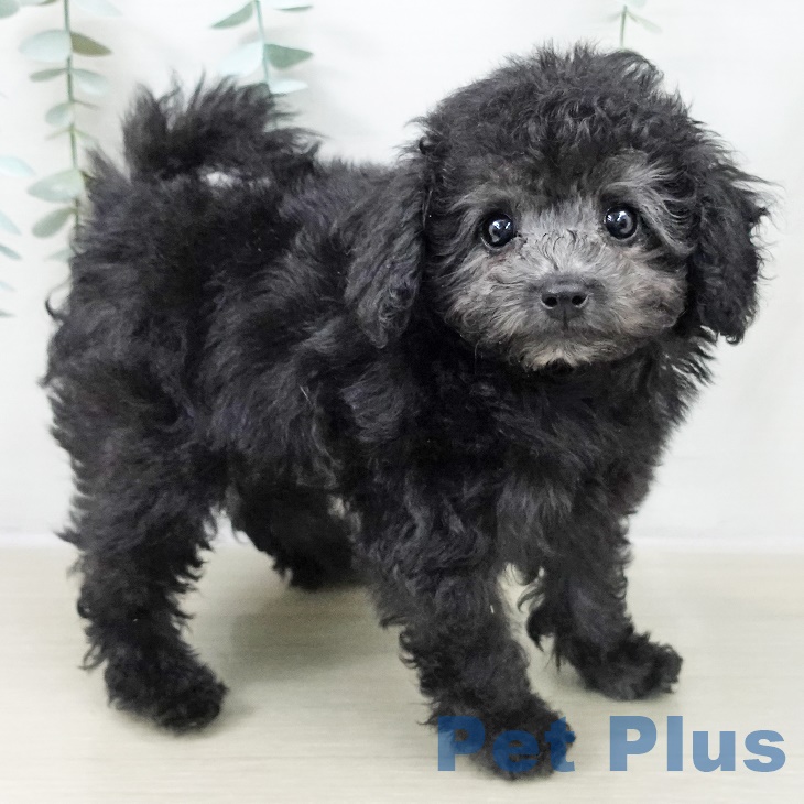 埼玉県のトイプードル(トイ) (ペットプラス コクーンシティ店/2025年9月17日生まれ/男の子/シルバー)の子犬の2枚目の画像