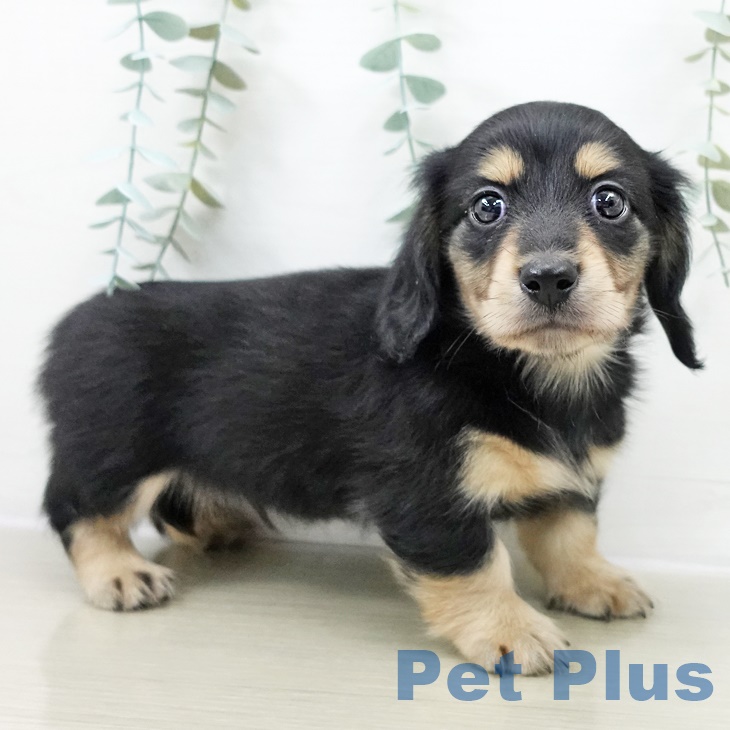 神奈川県のカニンヘンダックスフンド(ロング) (ペットプラス 川崎ルフロン店/2025年9月24日生まれ/男の子/ブラックタン)の子犬の1枚目の画像