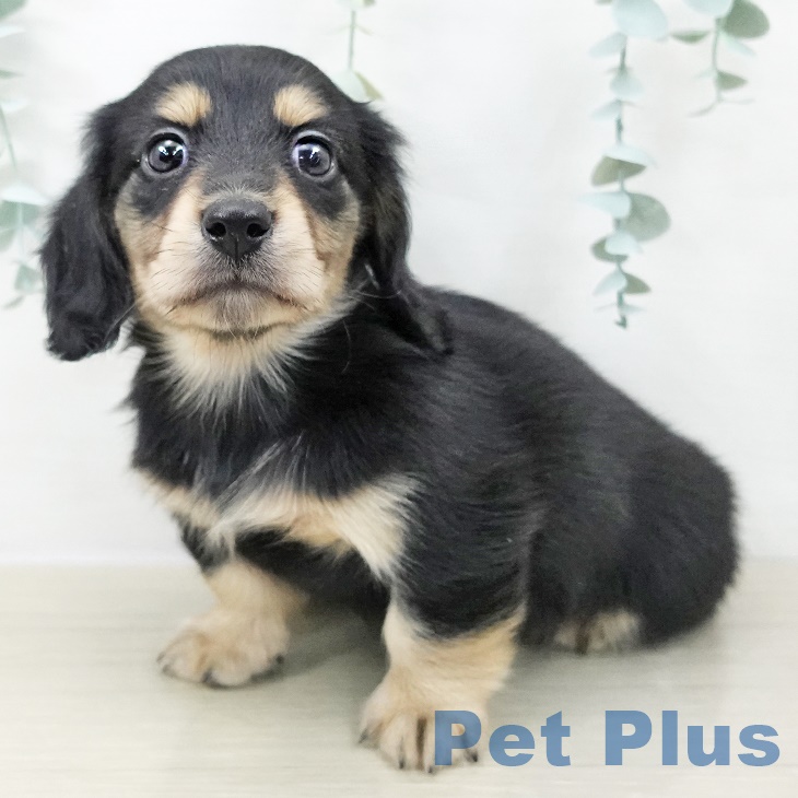 神奈川県のカニンヘンダックスフンド(ロング) (ペットプラス 川崎ルフロン店/2025年9月24日生まれ/男の子/ブラックタン)の子犬の2枚目の画像