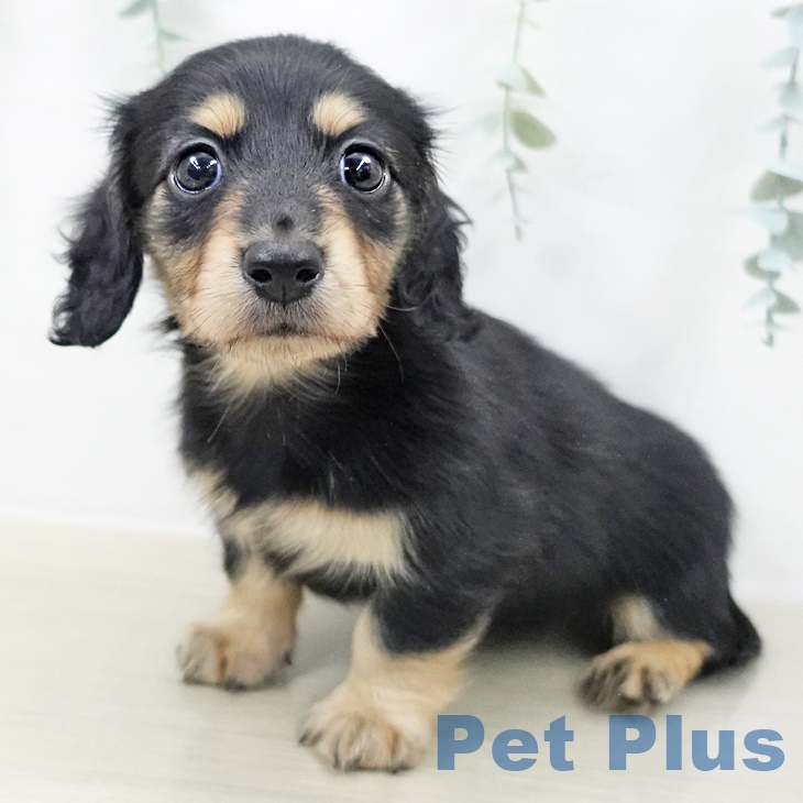 カニーンヘン・ダックスフンド