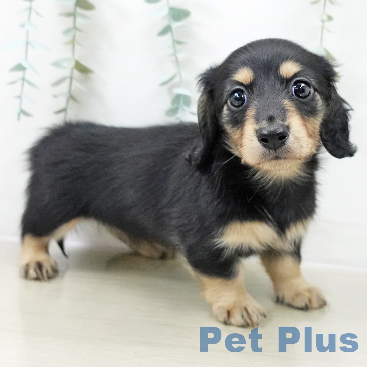 カニーンヘン・ダックスフンド