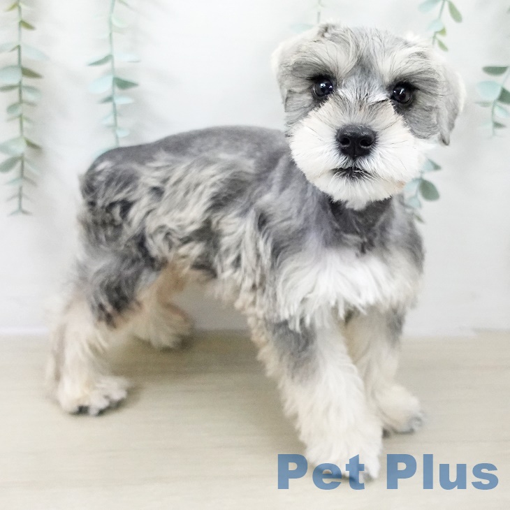 ミニチュア・シュナウザー