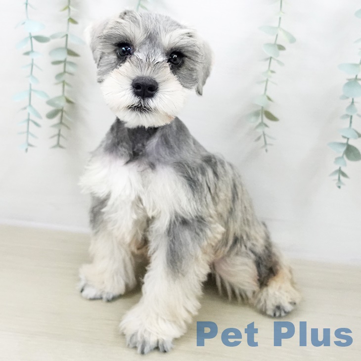 ミニチュア・シュナウザーの写真2