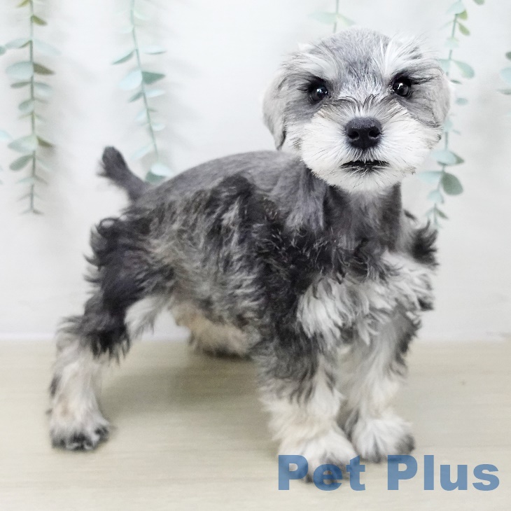 ミニチュア・シュナウザー