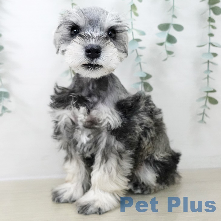 ミニチュア・シュナウザーの写真2