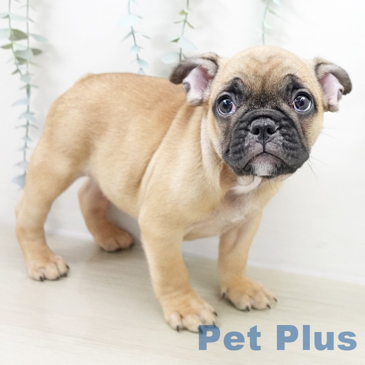 埼玉県のフレンチブルドッグ (ペットプラス 川口店/2025年9月25日生まれ/男の子/フォーン)の子犬の2枚目の画像
