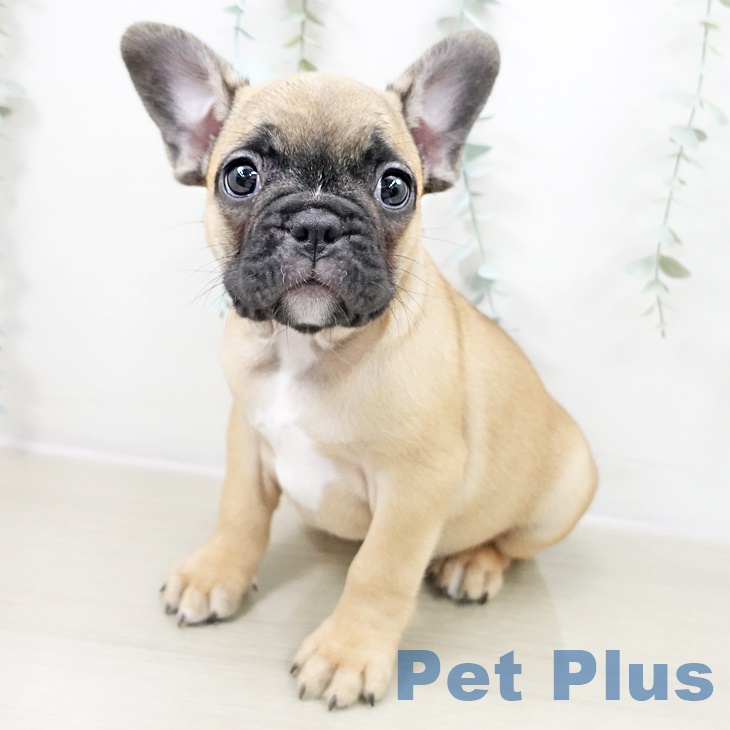 埼玉県のフレンチブルドッグ (ペットプラス ピオニウォーク東松山店/2025年9月25日生まれ/女の子/フォーン)の子犬の1枚目の画像
