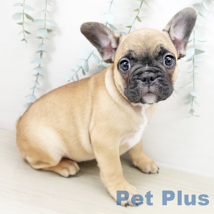 埼玉県のフレンチブルドッグ (ペットプラス ピオニウォーク東松山店/2025年9月25日生まれ/女の子/フォーン)の子犬の2枚目の画像