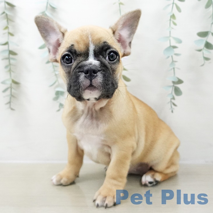埼玉県のフレンチブルドッグ (ペットプラス コクーンシティ店/2025年9月25日生まれ/女の子/フォーンホワイト)の子犬の1枚目の画像