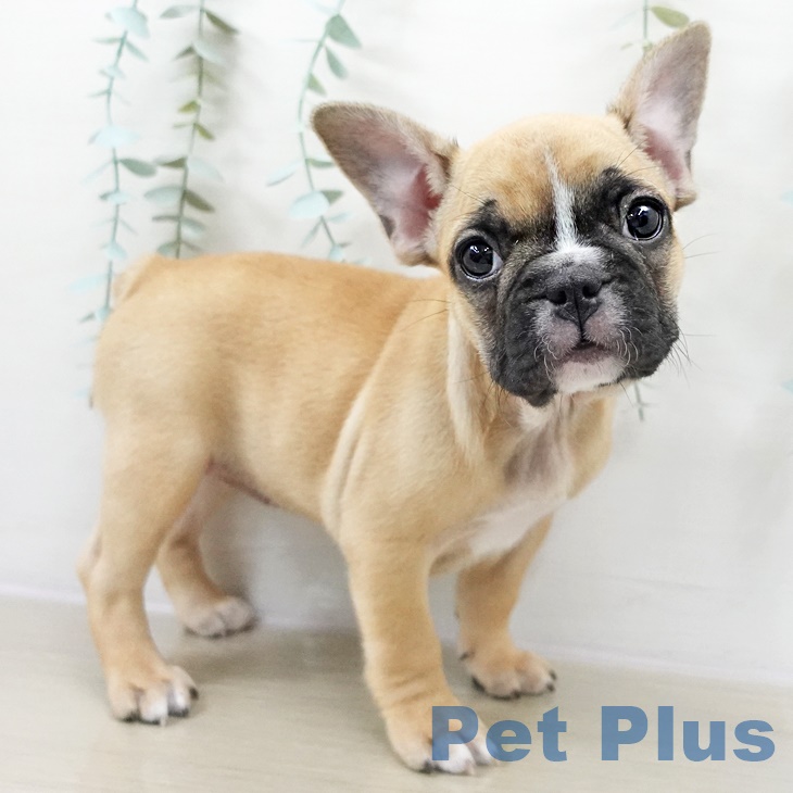 埼玉県のフレンチブルドッグ (ペットプラス コクーンシティ店/2025年9月25日生まれ/女の子/フォーンホワイト)の子犬の2枚目の画像