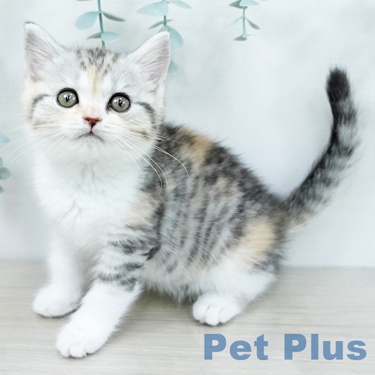 神奈川県のマンチカン (ペットプラス 川崎ルフロン店/2025年9月23日生まれ/女の子/シルバーパッチドタビーホワイト)の子猫の1枚目の画像