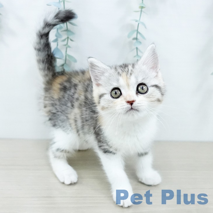 神奈川県のマンチカン (ペットプラス 川崎ルフロン店/2025年9月23日生まれ/女の子/シルバーパッチドタビーホワイト)の子猫の2枚目の画像