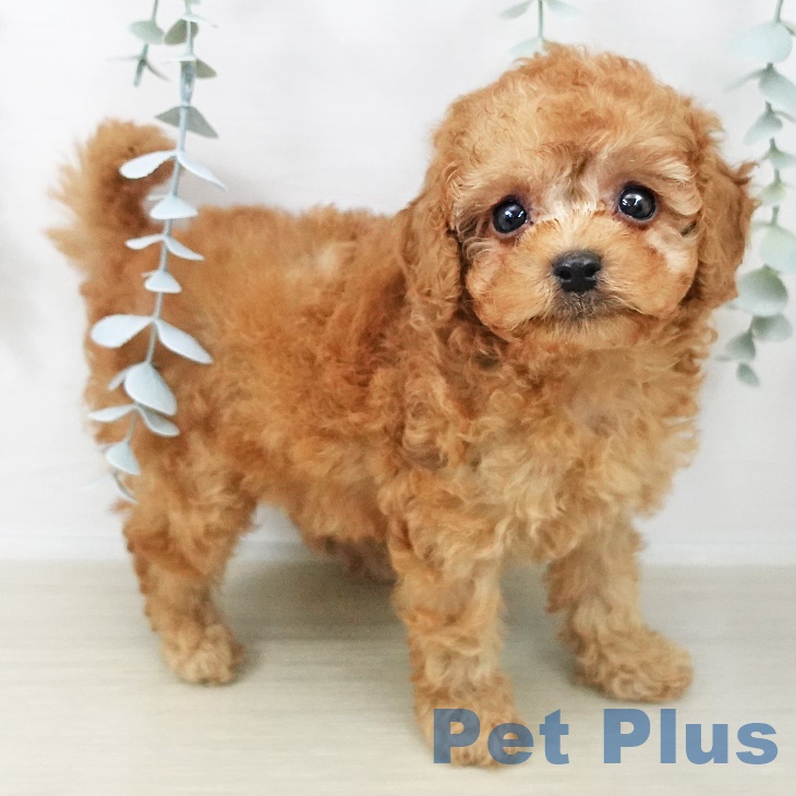 長野県のトイプードル(トイ) (ペットプラス 須坂店/2025年9月25日生まれ/男の子/アプリコット)の子犬