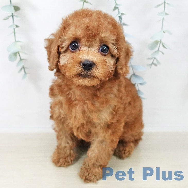 トイ・プードル