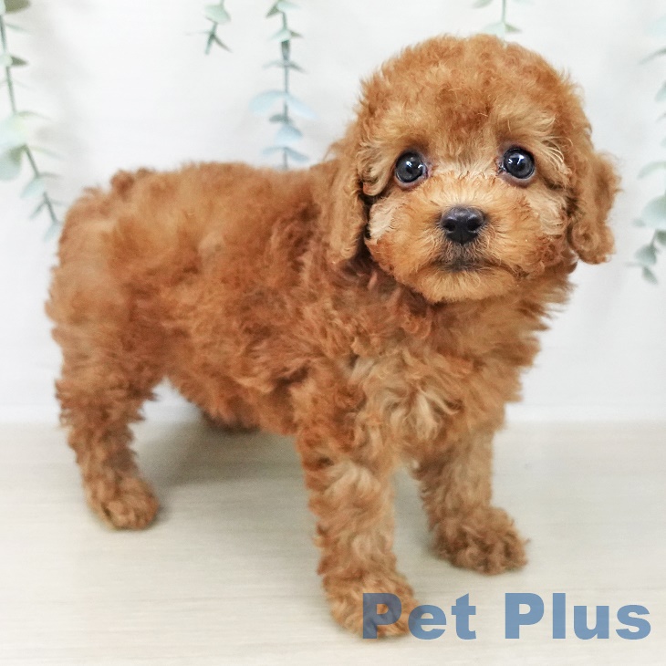 トイ・プードルの写真2