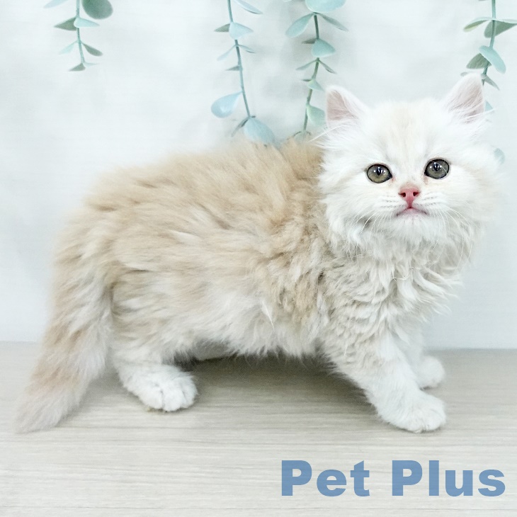 スコティッシュフォールド