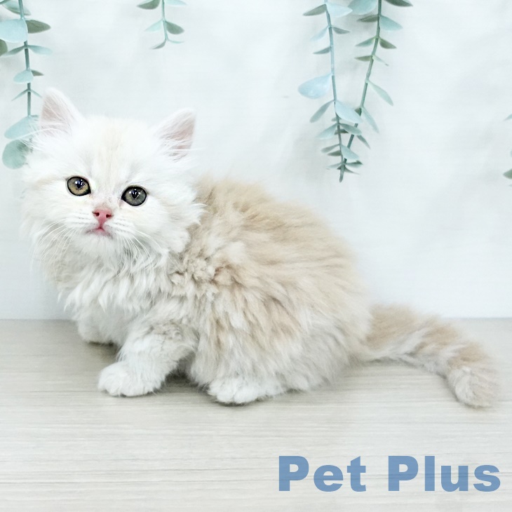 スコティッシュフォールドの写真2