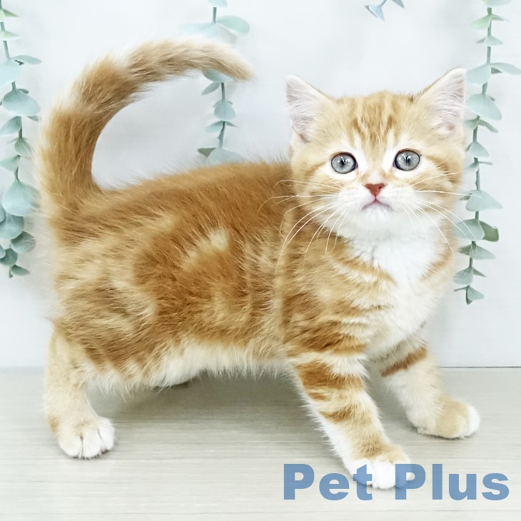 千葉県のスコティッシュフォールド (ペットプラス 幕張新都心店/2025年9月19日生まれ/女の子/レッドタビー)の子猫の1枚目の画像