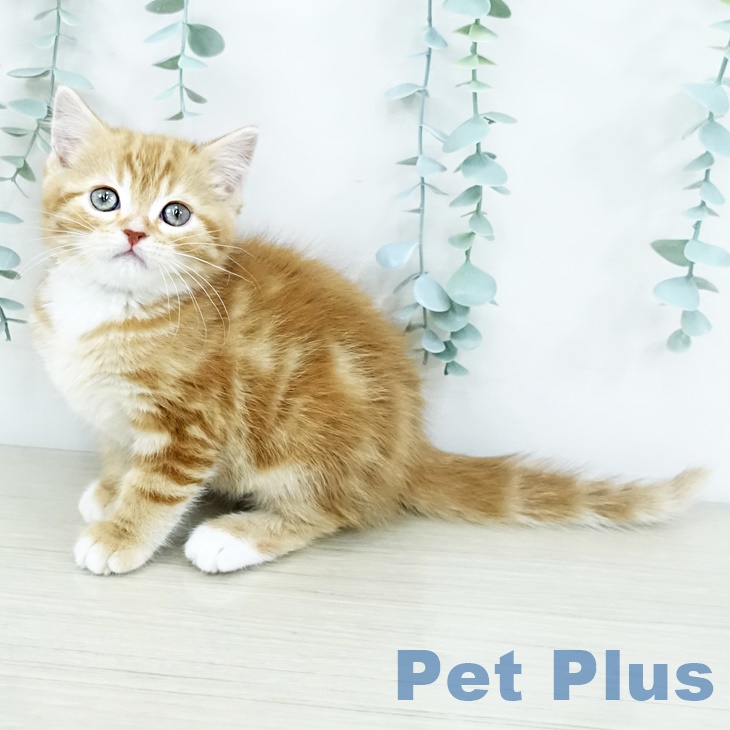 千葉県のスコティッシュフォールド (ペットプラス 幕張新都心店/2025年9月19日生まれ/女の子/レッドタビー)の子猫の2枚目の画像