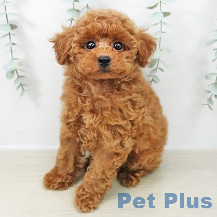 トイ・プードル