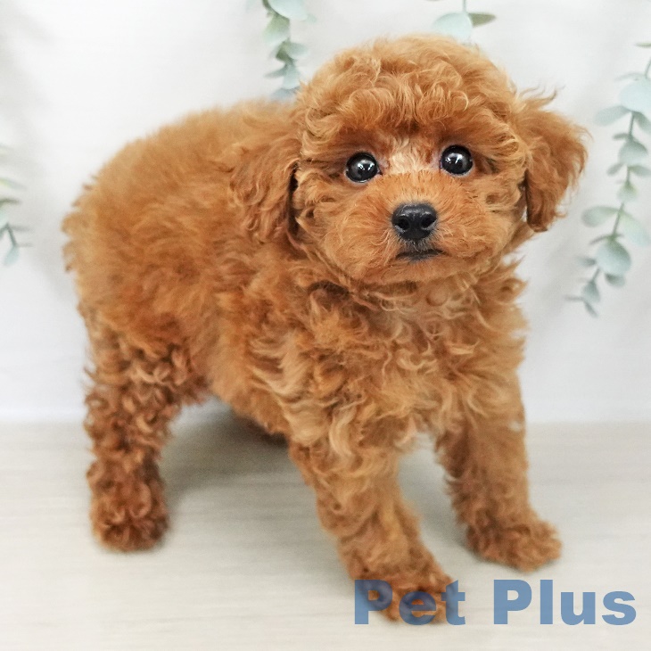 トイ・プードルの写真2