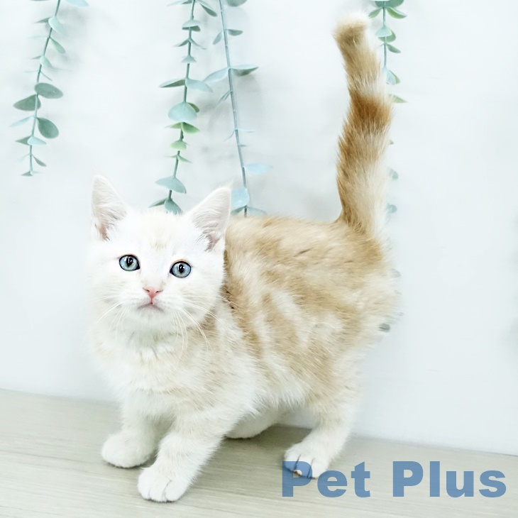 アメリカンショートヘア