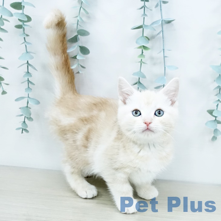 アメリカンショートヘアの写真2