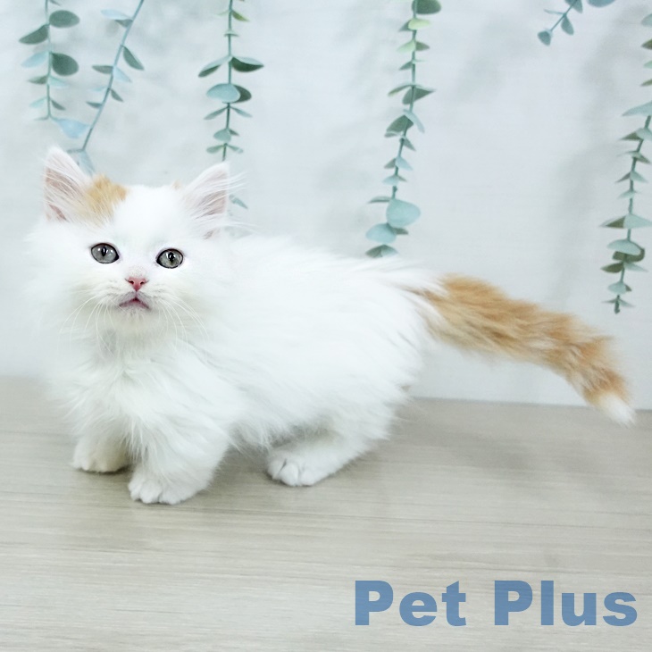 東京都のマンチカン (ペットプラス 日の出店/2025年9月21日生まれ/男の子/レッドタビーホワイト)の子猫の1枚目の画像
