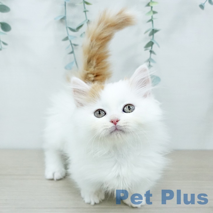 東京都のマンチカン (ペットプラス 日の出店/2025年9月21日生まれ/男の子/レッドタビーホワイト)の子猫の2枚目の画像