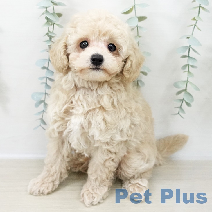 長野県のトイプードル(トイ) (ペットプラス 松本店/2025年9月22日生まれ/男の子/クリーム)の子犬