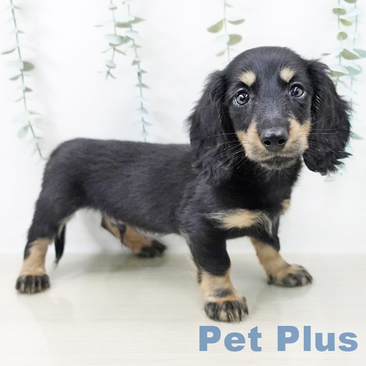 長野県のミニチュアダックスフンド(ロング) (ペットプラス 長野店/2025年9月21日生まれ/男の子/ブラックタン)の子犬の1枚目の画像