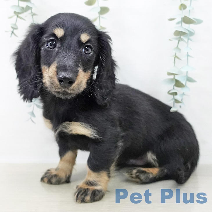 長野県のミニチュアダックスフンド(ロング) (ペットプラス 長野店/2025年9月21日生まれ/男の子/ブラックタン)の子犬の2枚目の画像