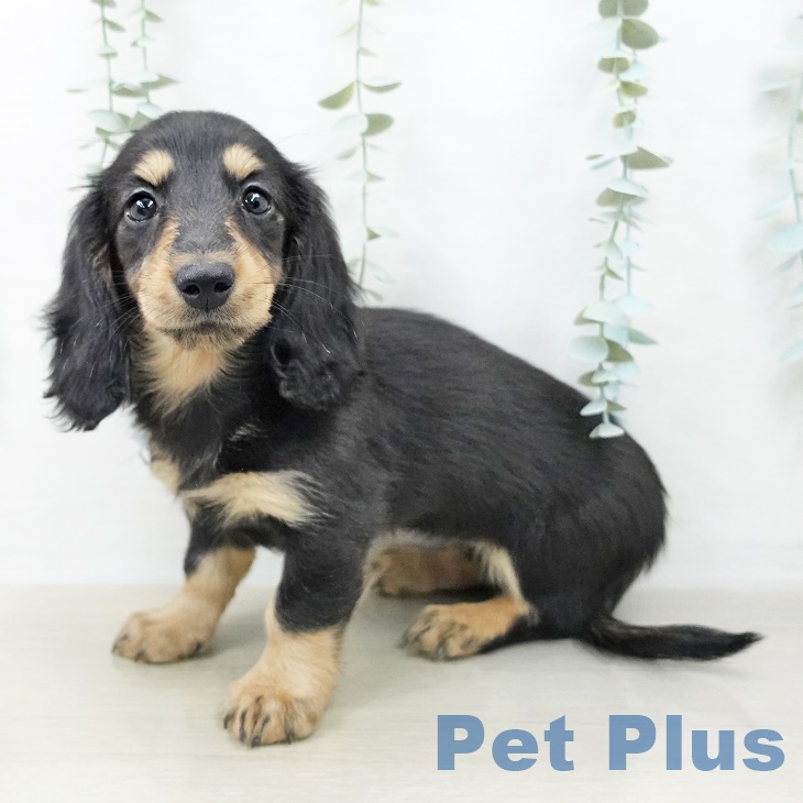 埼玉県のミニチュアダックスフンド(ロング) (ペットプラス クレアモール川越店/2025年9月21日生まれ/女の子/ブラックタン)の子犬の1枚目の画像