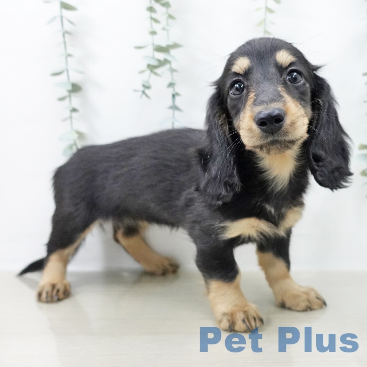 埼玉県のミニチュアダックスフンド(ロング) (ペットプラス クレアモール川越店/2025年9月21日生まれ/女の子/ブラックタン)の子犬の2枚目の画像