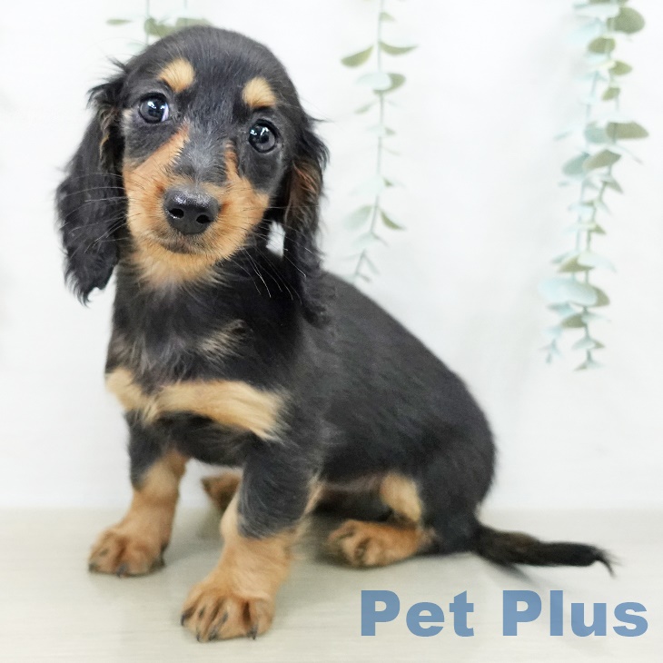 群馬県のミニチュアダックスフンド(ロング) (ペットプラス イオンモール太田店/2025年9月21日生まれ/女の子/ブラックタン)の子犬