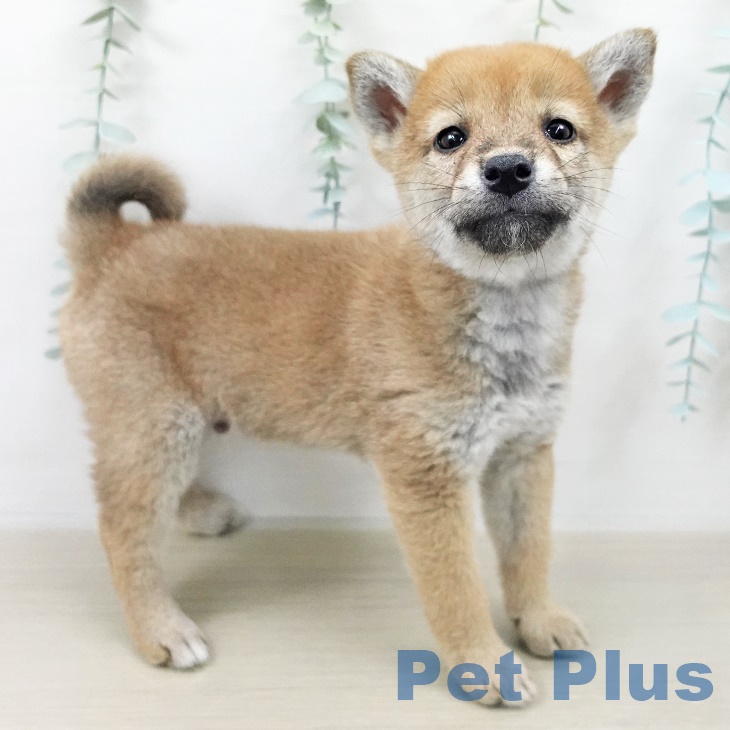 埼玉県の柴犬(標準サイズ) (ペットプラス ららぽーと富士見店/2025年9月25日生まれ/男の子/赤)の子犬の1枚目の画像